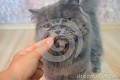 Female hand gives a feed to a gray big long-haired British cat Stock Photo