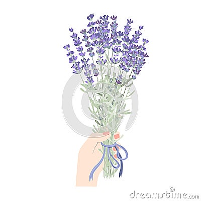 Female hand holding blooming lavender bunch. Woman hand with lavandula flowers isolated on white background. Botanical Vector Illustration