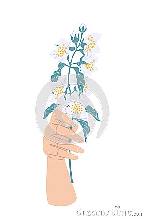 Female Hand Holding Branch of Blooming Jasmine Vector Illustration