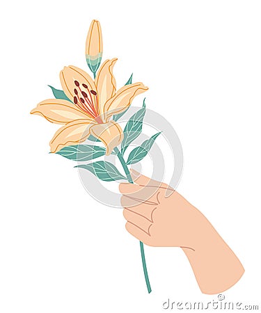 Female Hand Holding Branch of Orange Lily Vector Illustration