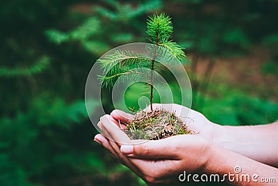 Female hand holding sprout wilde pine tree in nature green forest. Earth Day save environment concept. Growing seedling Stock Photo