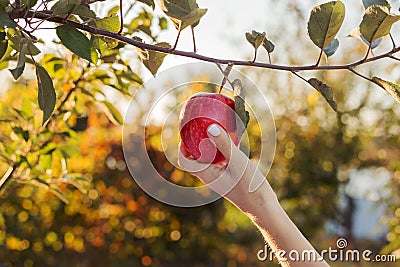 Female hand holds beautiful tasty red apple on branch of apple tree in orchard, harvestingfor food ore apple juice. Crop of apples Stock Photo