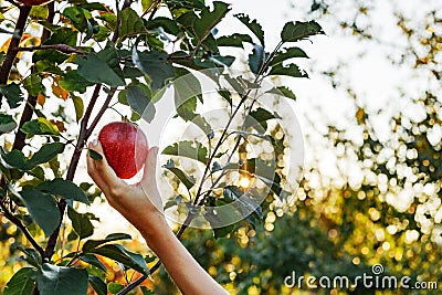 Female hand holds beautiful tasty red apple on branch of apple tree in orchard, harvestingfor food ore apple juice. Crop of apples Stock Photo