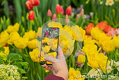 Female hand with mobile phone making photo of bright colorful tulips. Modern technology. Spring flowers Stock Photo