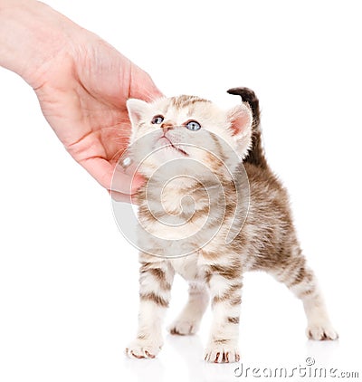 Female hand patting cute kitten. on white background Stock Photo