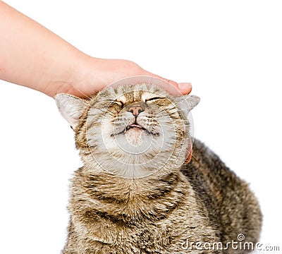 Female hand patting a happy cat. isolated on white background Stock Photo