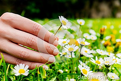 Female hand picking flowers. Stock Photo