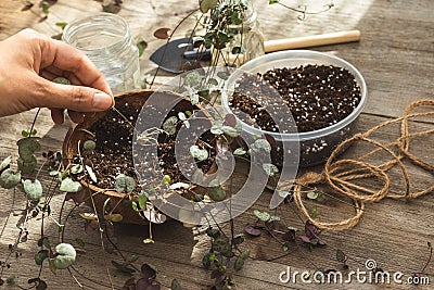 Planting rooted Ceropegia plant tuber in soil mix Stock Photo