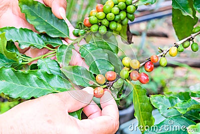 Coffee beans ripening on tree Stock Photo