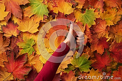 Female hand with red manicure holding gesture of likeness over colorful maple leaves background. I love gold autumn weather. Ok Stock Photo