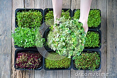 Female hand with sunflower microgreen Stock Photo