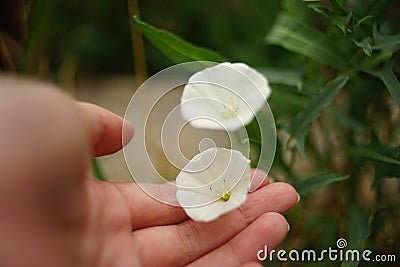 Female hand touch white flowers birch bindweed in the garden Stock Photo