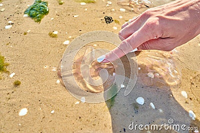 Female hand touching moon jellyfish (Aurelia aurita) Stock Photo