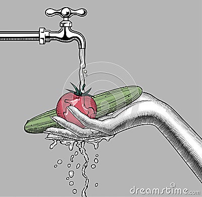 Female hand washes vegetables under the water tap Vector Illustration