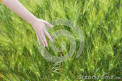 Female hand in a wheat field, young green wheat sprouts, happy farming, wheat growing industry Stock Photo