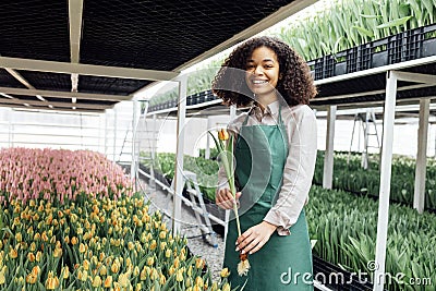 Female hands of african girl in green apron holding tulip against the backdrop of greenhouse Stock Photo