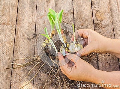 Female hands disconnect of bulbs Lilium candidum Stock Photo