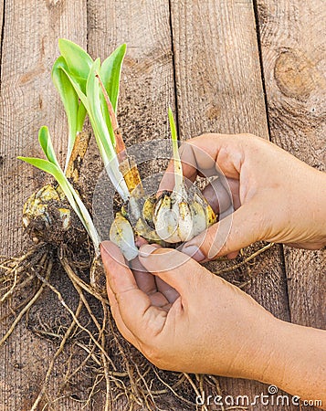 Female hands disconnect of bulbs Lilium candidum Stock Photo