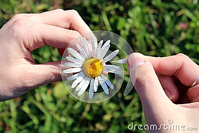 Female hands hold one daisy and guess a loved one Stock Photo