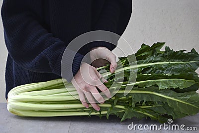 Female hands holding chicory cicoria catalogna salad. Stock Photo