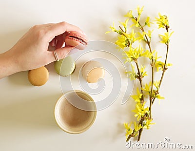 Female hands are holding a cup of coffee with macarons. White backgrounds with branches of forsythia flowers. Flat lay Stock Photo