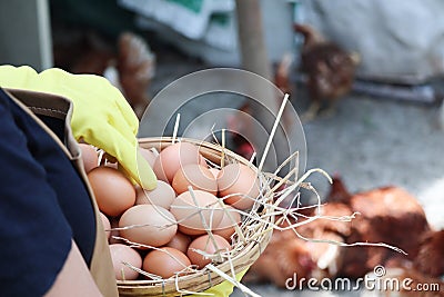 Female hands holding raw eggs and straw in basket, closeup ,using yellow handgloves Stock Photo