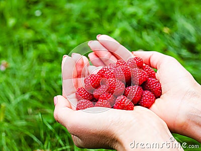 Female hands holds a handful of fresh ripe red raspberries. Close-up. Concept harvesting. Top view Stock Photo