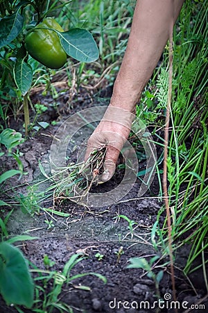 Female Hands Pull Out Weeds From Ground Garden. Weeding Weeds. Struggle Weeds Close Up. Stock Photo