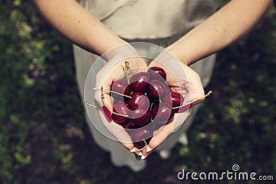 Female hands with red manicure full with ripe cherries in the orchard Stock Photo