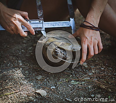 Female hands of scientist biologist zoologist takes mensuration of mediterranean tortoise by zoologist Stock Photo