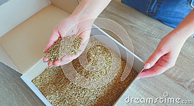 Female hands take grass seeds from a cardboard shipping box. Preparing for sowing a lawn Stock Photo