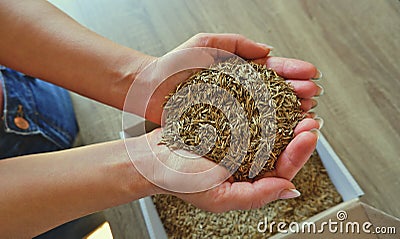 Female hands take grass seeds from a cardboard shipping box. Preparing for sowing a lawn Stock Photo