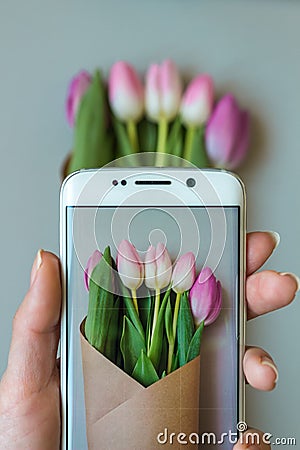 Female hands taking a picture of beautiful fresh tulips with smartphone Stock Photo