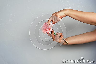 hands touching pink rose on a gray background,copy space Stock Photo