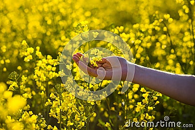 Female hands touching flowers.touch with nature,female hand Stock Photo