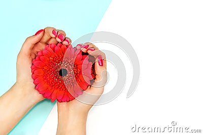 Female hands with trendy coral nail design holding gerbera on blue and white background. Copy space. Stock Photo