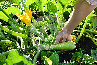 Female harvesting a fresh Zucchini. Zucchini cultivation. Picking young Zucchini. Growing young squash in woman hand in the garden Stock Photo