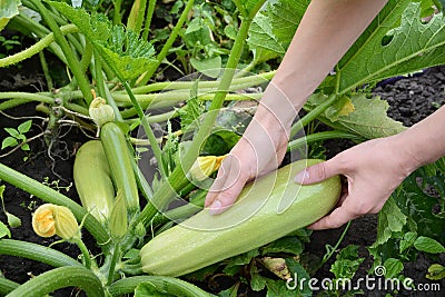 Female harvesting a fresh Zucchini. Zucchini cultivation. Picking young Zucchini. Growing young squash in woman hand in the garden Stock Photo