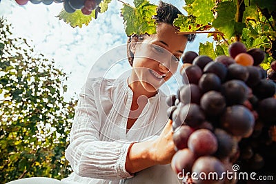 Female Harvesting Grape Stock Photo