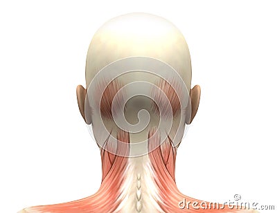 Female Head Muscles Anatomy - Back View Stock Illustration - Image