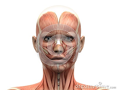 Female Head Muscles Anatomy - Front view Stock Photo