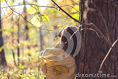 Female in headphones standing near big maple tree in park and listen sounds or music in the autumn forest. Concept. Stock Photo