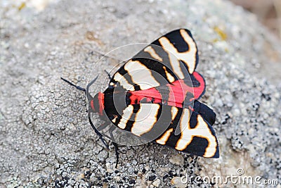 Female of Hebe Tiger Moth (Arctia festiva) Stock Photo