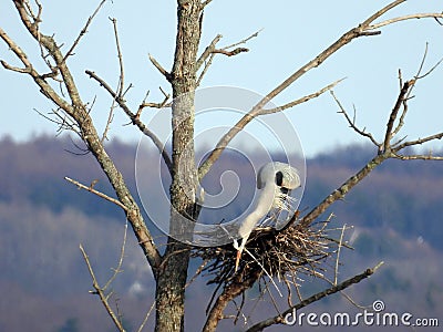 Great Blue Heron arranging twigs in tree nest. Stock Photo