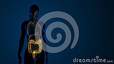 Female highlighted large intestine anatomy Stock Photo