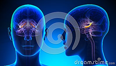 Female Hippocampus Brain Anatomy - blue concept Stock Photo