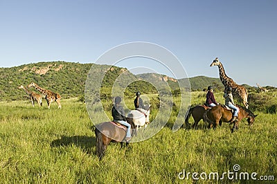 Female horseback riders ride horses in morning near Masai Giraffe at the Lewa Wildlife Conservancy in North Kenya, Africa Editorial Stock Photo