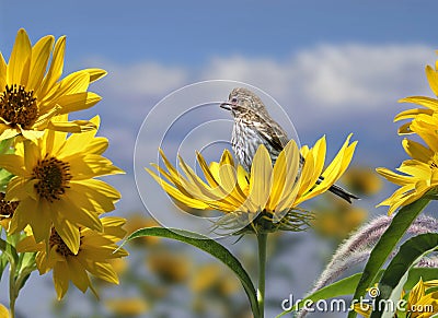 Female House Finch Stock Photo