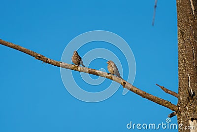 Female House finch resting on branch Stock Photo