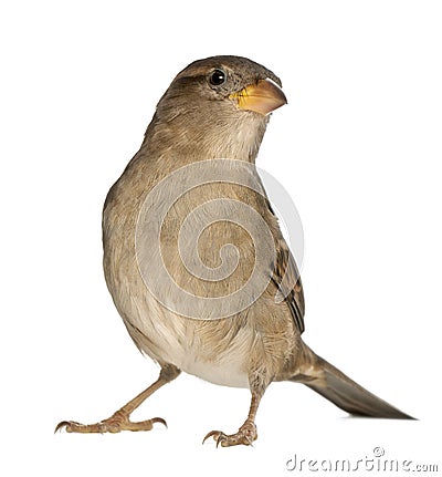 Female House Sparrow Stock Photo